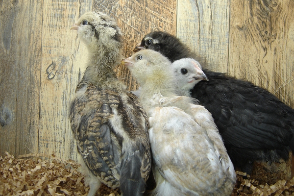4 Pullet Chicks Week 3 - 3 Easter Egger & 1 Lavender Orpington